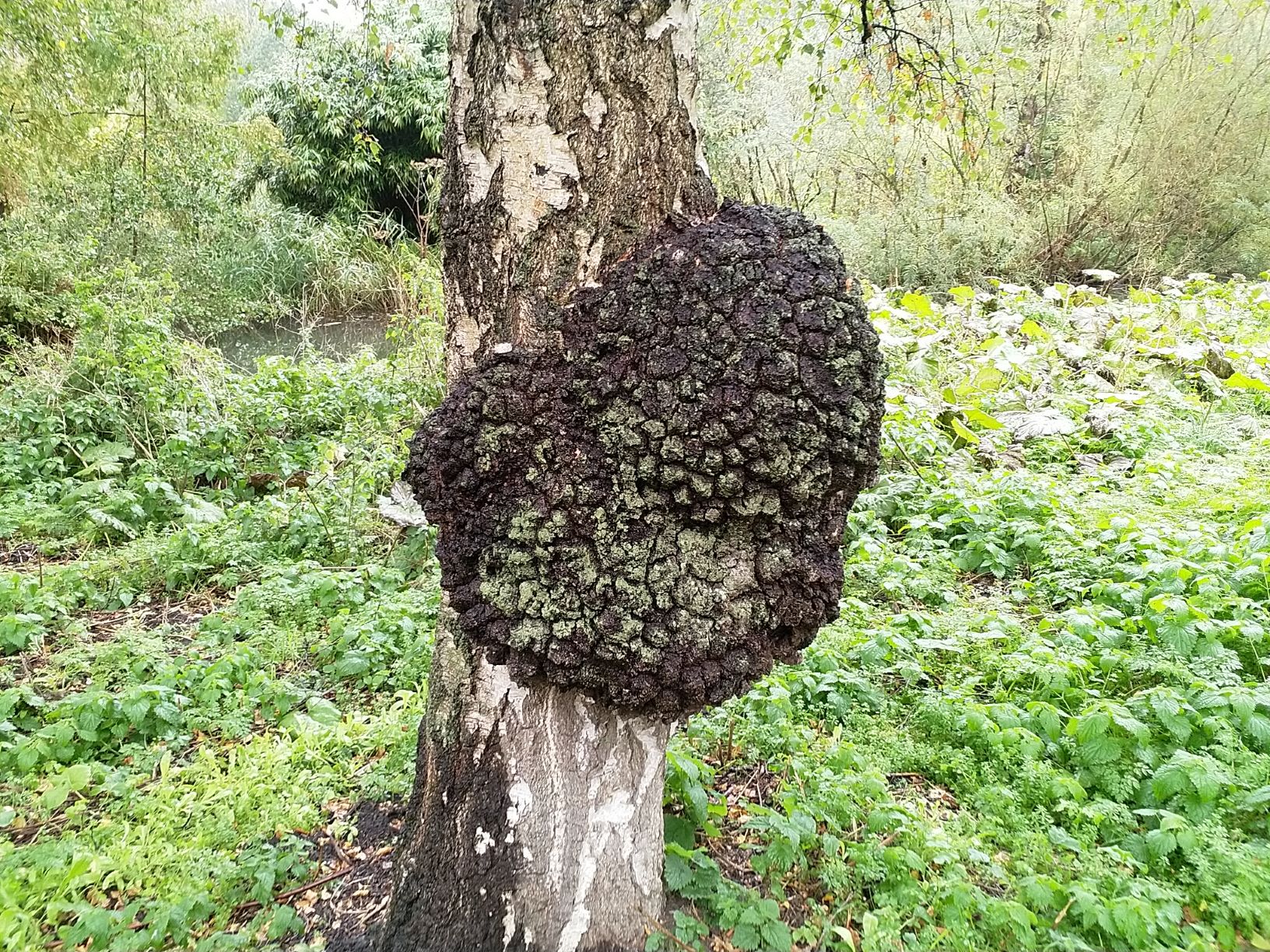 "gezwel" op berkenstam